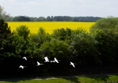 Fliegende Schwäne am Kanal 3