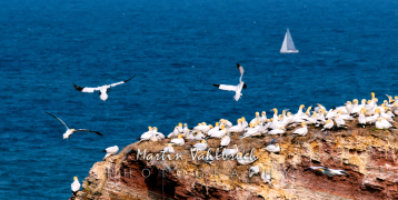 W7 Sebamed-Cup  Helgoländer Acht - GER 6044 "Dietje Light" - 1