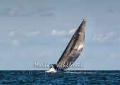 Kieler Woche 2025 - Start zum silbernen Band - Exciter - 6